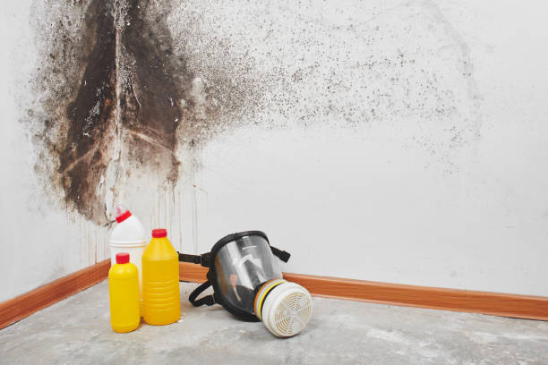 Mold Removal Process in Monticello, AR