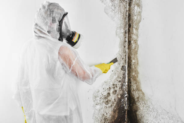 Best Toxic Mold Removal  in Monticello, AR