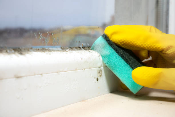 Best Professional Mold Removal  in Monticello, AR