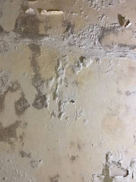 Best Attic Mold Removal  in Monticello, AR