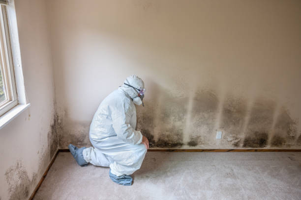 Best Certified Mold Removal  in Monticello, AR
