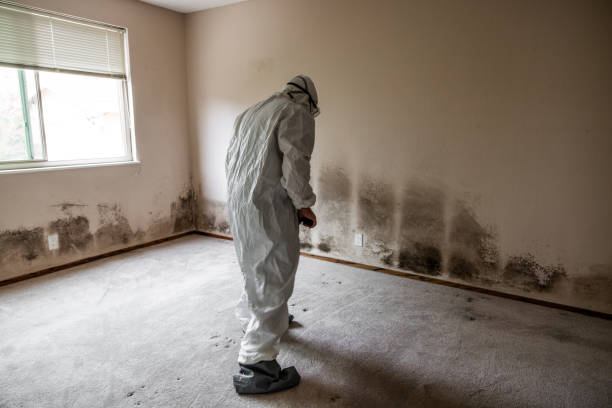 Office Mold Removal Services in Monticello, AR