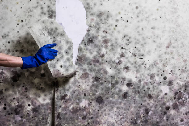 Trusted Monticello, AR Mold Removal Experts