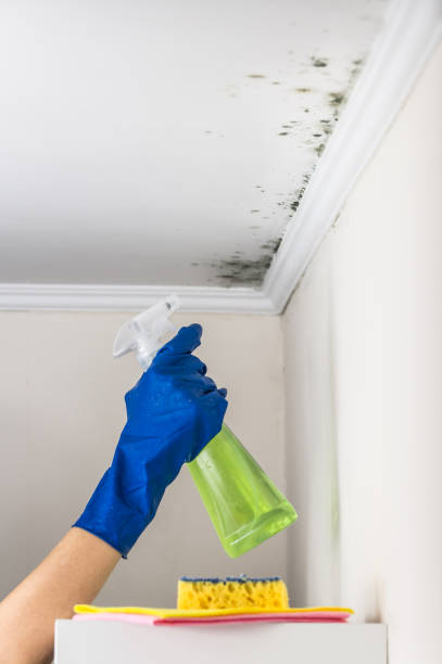 Best Commercial Mold Removal  in Monticello, AR